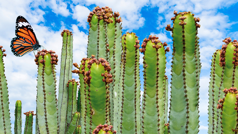 Cardones in the Botanic Garden of Pirámides de Güímar.