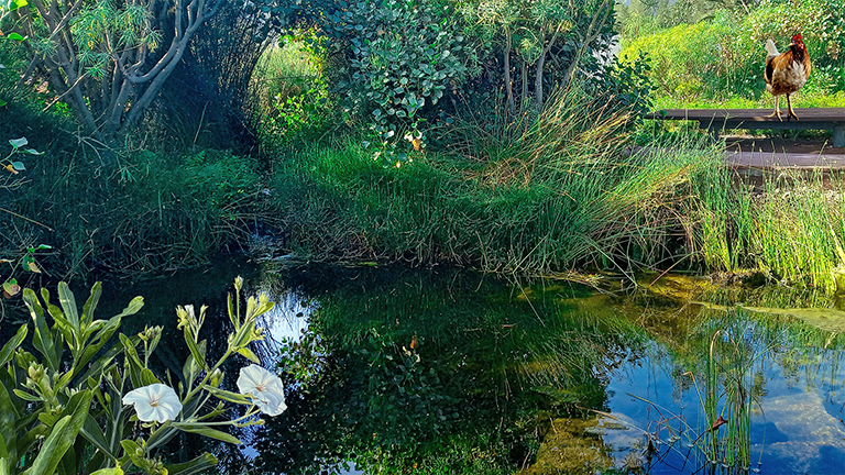 View of the Sustainable Garden at Pirámides de Güímar